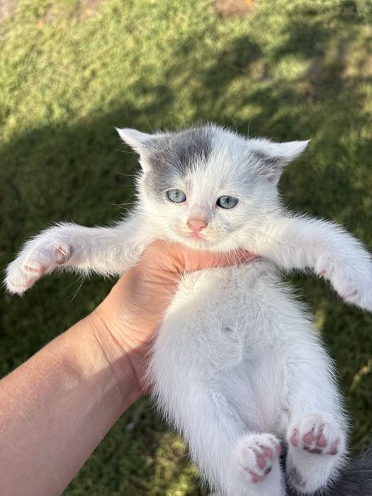 Кошенята 1 міс. Їх 4 - 3 хлопця , 1 дівчинка