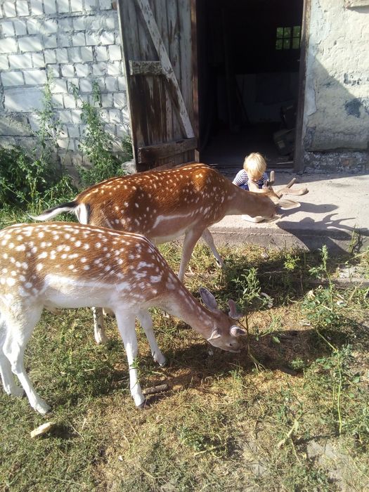Cielaki daniela  żeńskie ARiMR