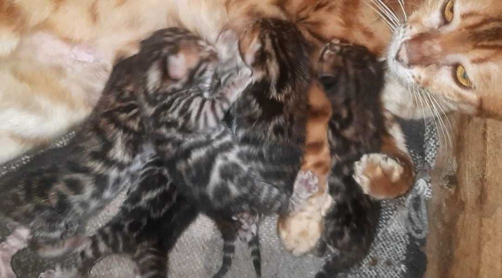 Бенгалята є завжди! Є під бронь і готові переїздить. Документи WCF