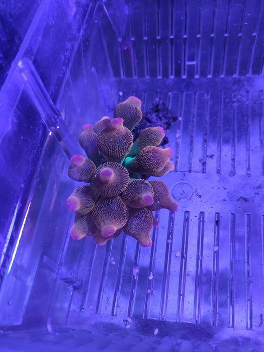 Anémona Bubble Tip Rainbow (Água Salgada)