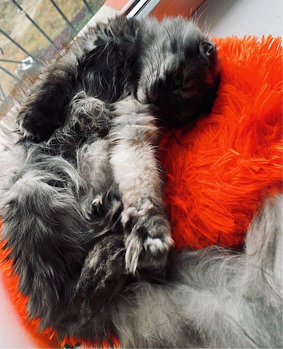 Кошечка ищет кота для вязки. Очень срочно!!!