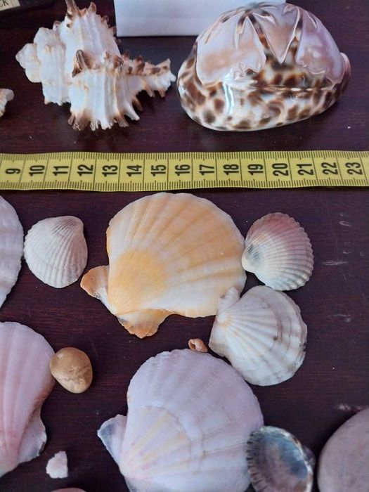 Ракушки  мушлі морські, океанічні. Камни, камешки