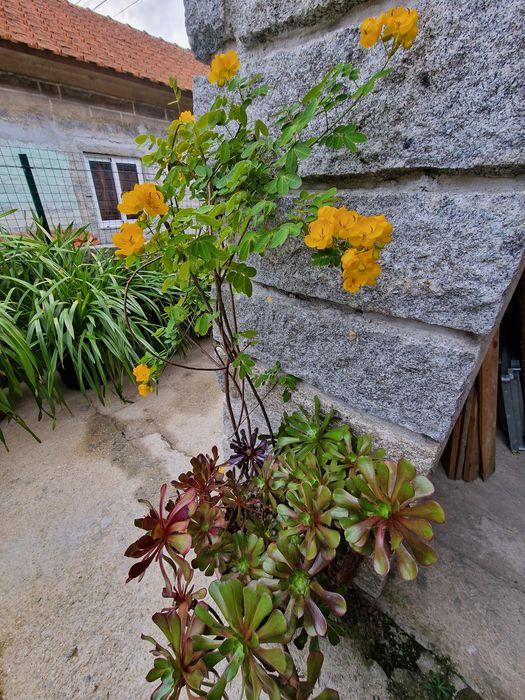 Suculenta Aeonium e árvore Senna