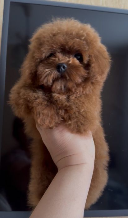 Китайская девочка