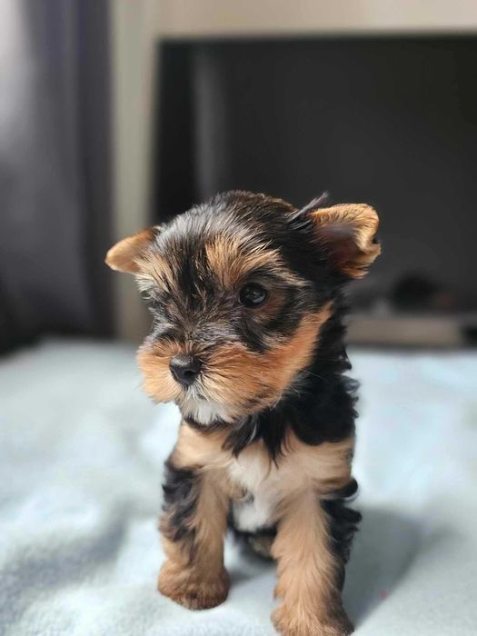 Dziewczynka Yorkshire Terrier Śliczna Malutka Chip Wyprawka Rodowód
