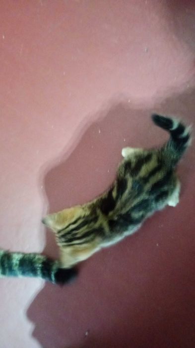 Котята шотландскі