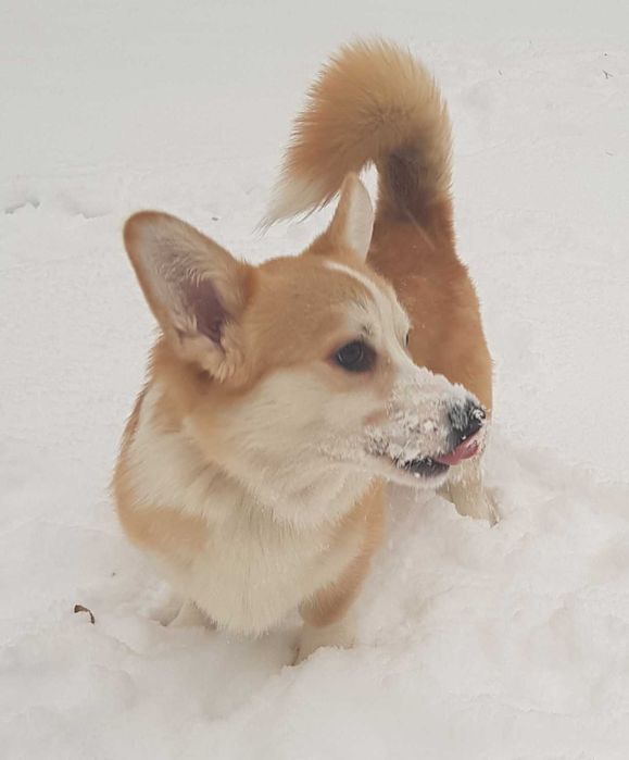 Щеня коргі-Ідеальний характер, блискучий розум і щире серце.