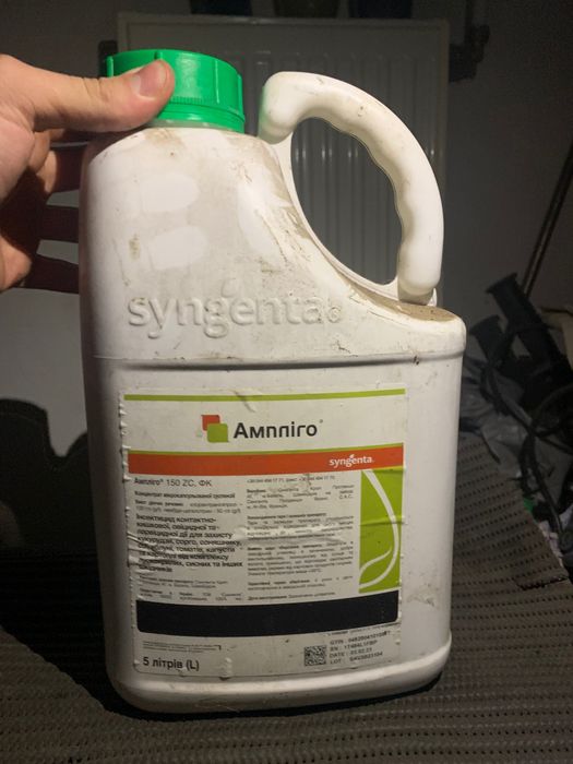 Ампліго і амістар