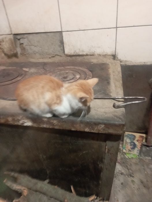 Віддам в добрі руки.