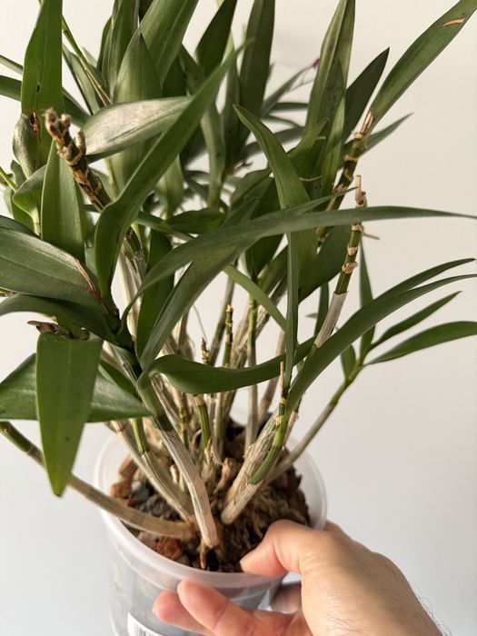 Orquidea dendrobrium kingianum