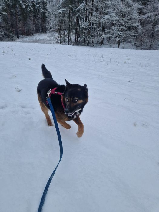 Feliks pies do adopcji szuka domu