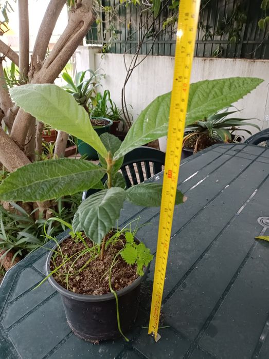 Nespereiras * Árvores jovens * 40 cm de altura