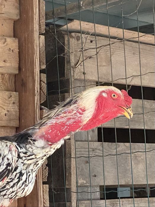 Indio Gigante (ovos/pintos e frangos)