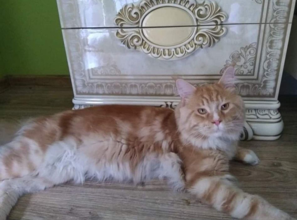 Kot Maine coon 1800