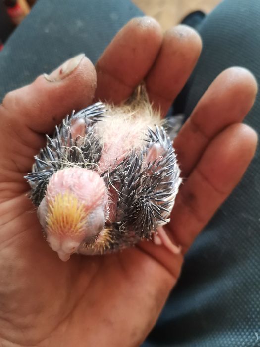 Nimfa oswojona gotowa na wolne loty