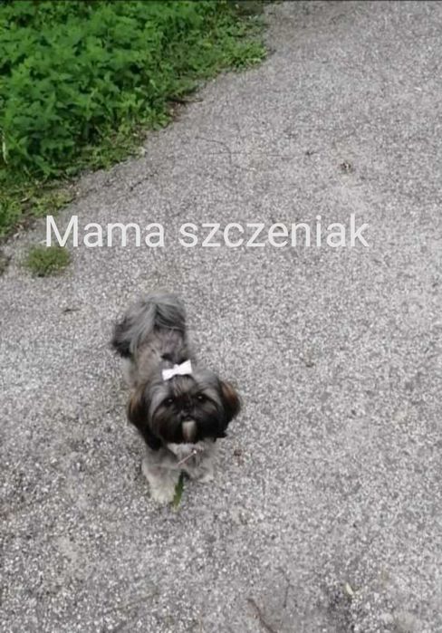 Wyjątkowe Szczeniaki Shih-tzu