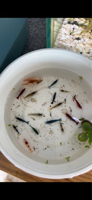 Vendo mix de neocaridina varias cores