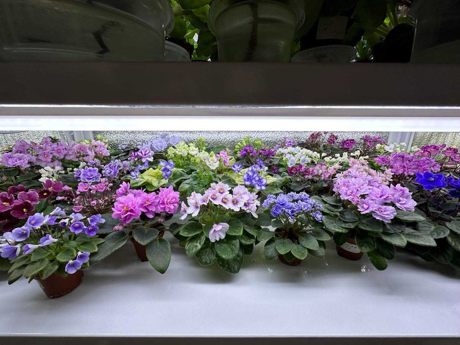 Цветущие мини фиалки.