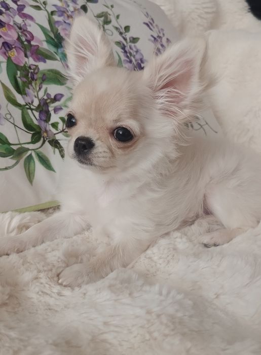 ZAREZERWOWANA! Chihuahua FCI suczka