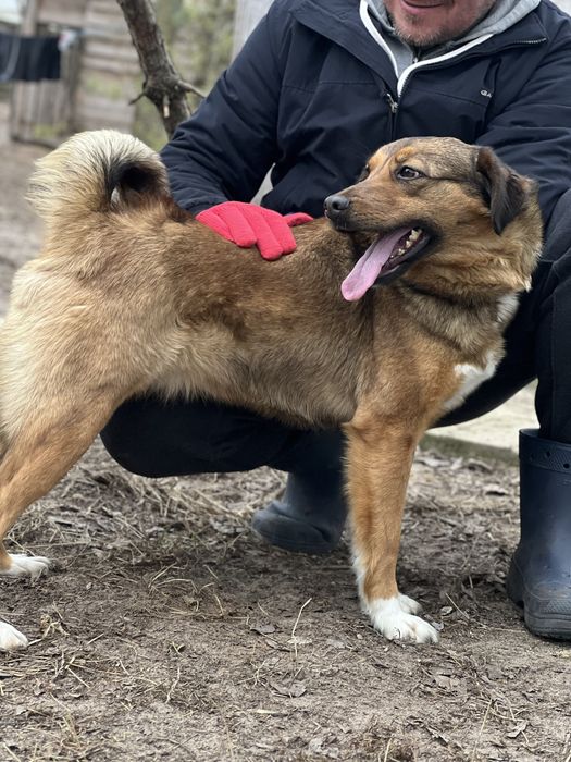 Голівудська Емма - мʼяке диво шукає дім