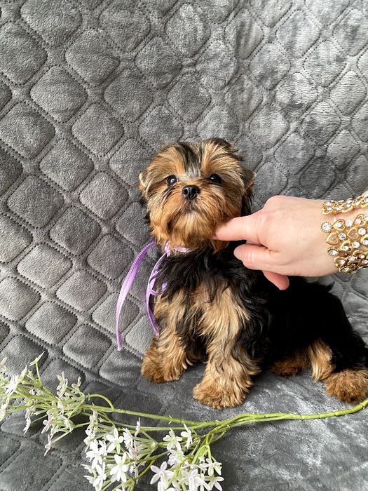 Йорки гарнесенькі