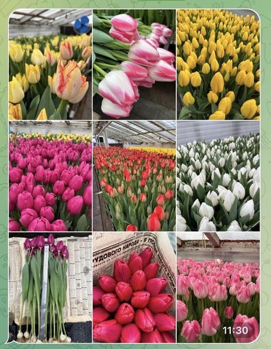 Продам тюльпан опт и розница.