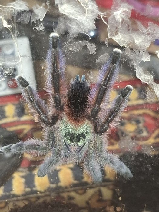 Samiec 3 dc Caribena Versicolor