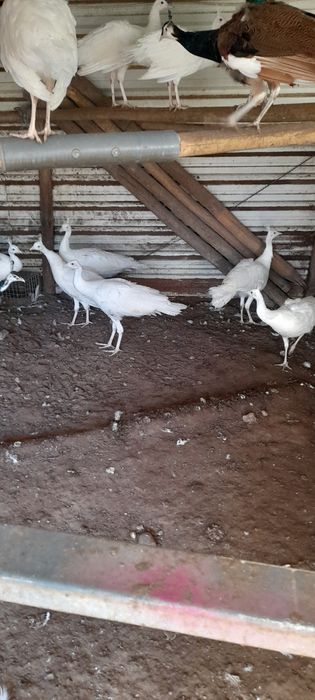 Vendo Pavões de Várias Mutações