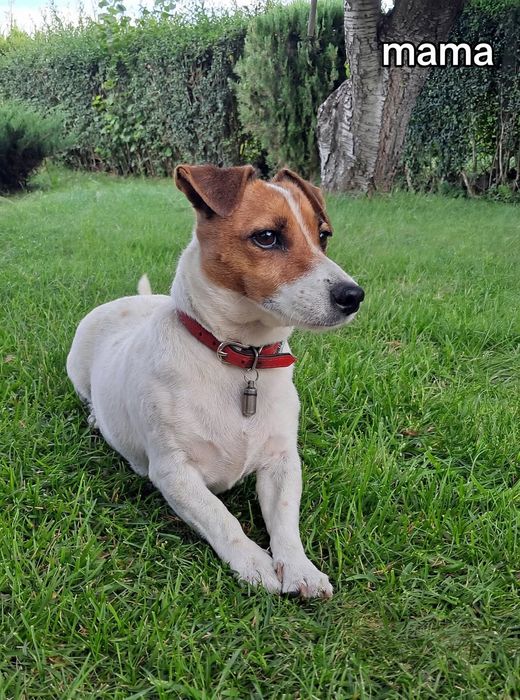 Jack Russell Terrier suczka
