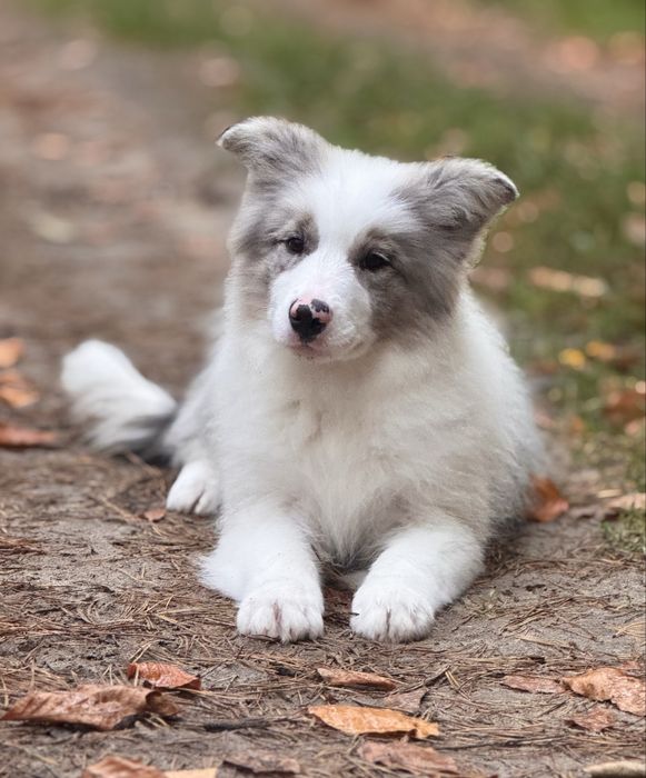 Border Collie, suczka , FCI / ZKwP ,  Borderek