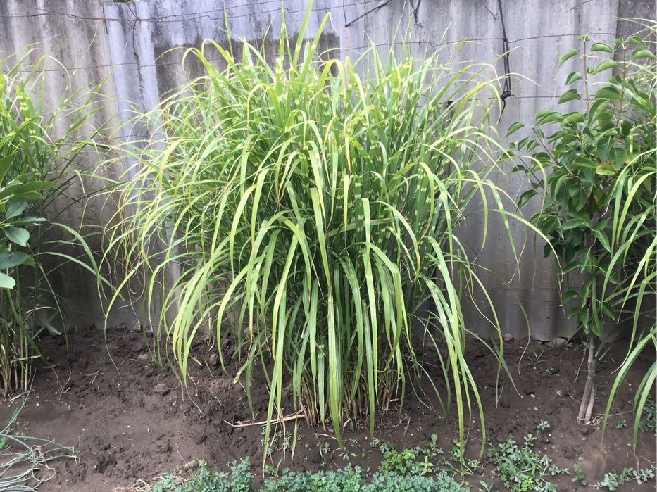 Мискантус зебрина