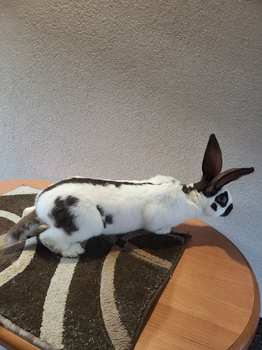 Німецький строкаьтий велетень