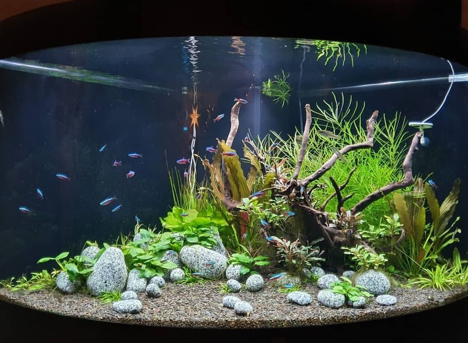 Обслуживание аквариумов.Услуги аквариумиста.