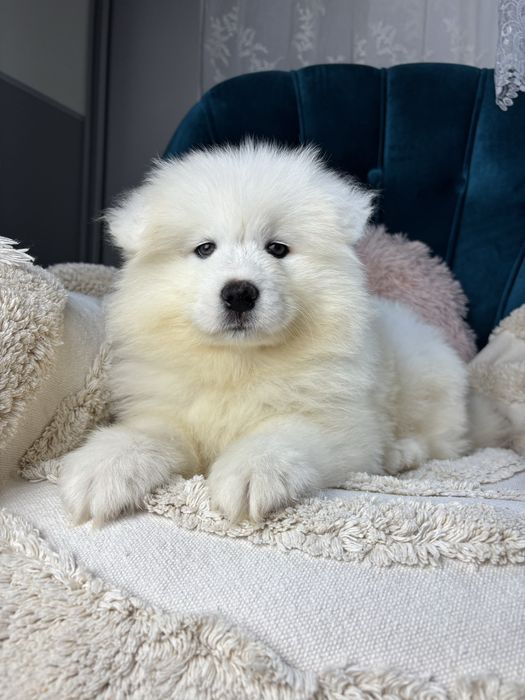 Samoyed piesek gotowy do odbioru  ostatni  wolny
