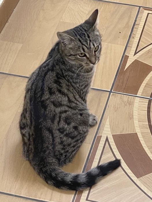 Кіт котик кішка котики безкоштовно