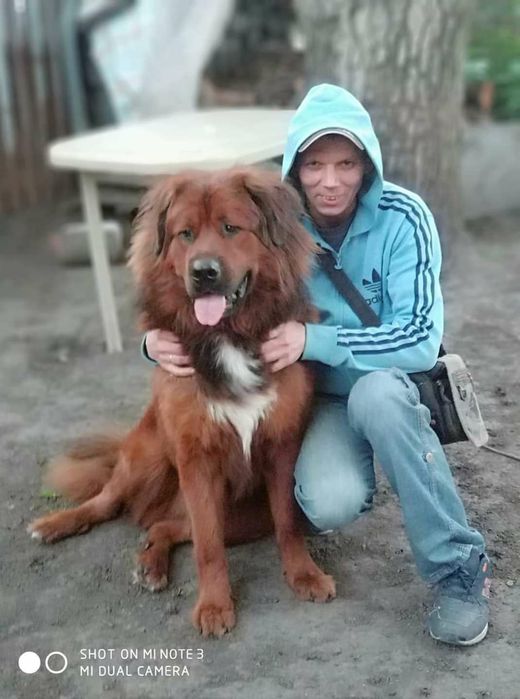 Тибетський мастіф