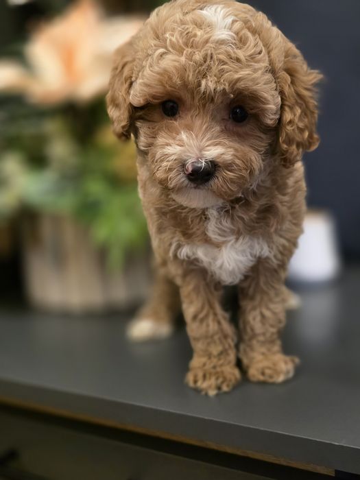 Maltipoo cudny piesio jak owieczka