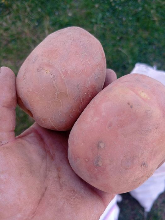 Продаю картопля домашню білла-росса 12гр за кг