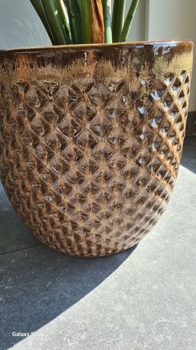 Zamiokulkas z donicą