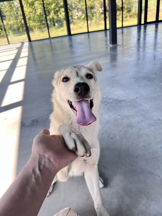 Лагідна собака в добрі руки (6 міс.)