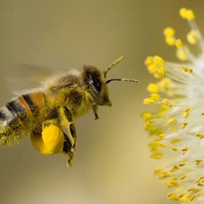 PYŁEK Naturalny ―Miód ―Pasieka PRADAWNA® 1957― Pyłek PSZCZELI―KWIATOWY