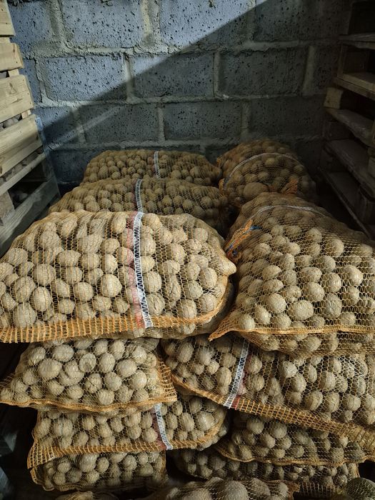 Ziemniaki odpadowe Vineta