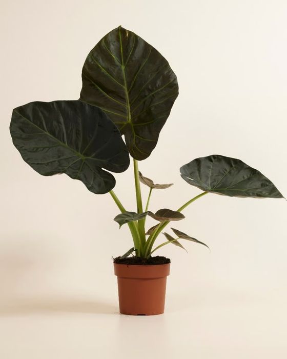 Alocasia Regal Shields corm, planta de casa