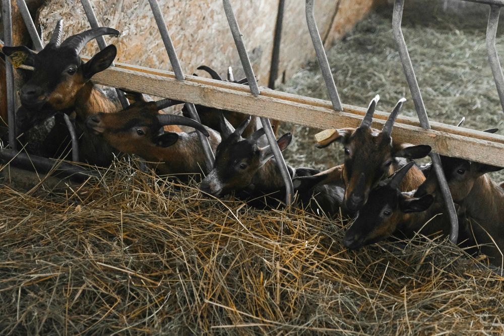 Panele  wygrodzeniowe, Lonżowniki