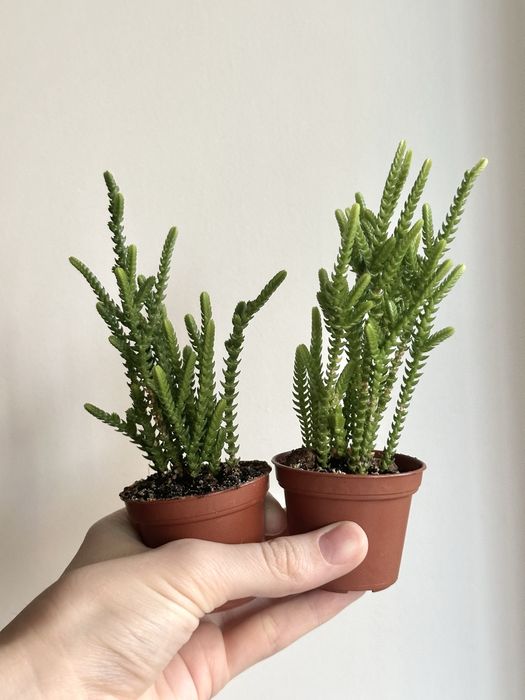 Сукуленти ечеверія красула