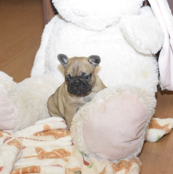 Buldog francuski Edzio