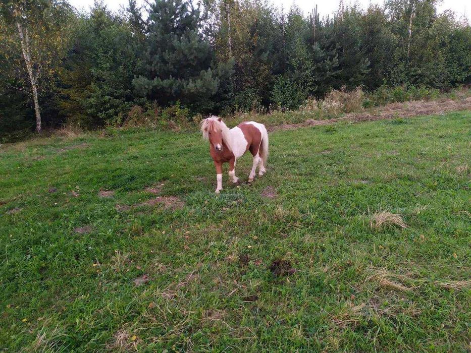 Продам поні жеребця