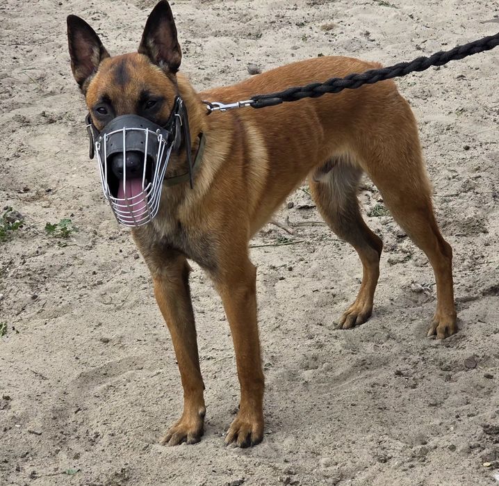 Owczarek belgijski malinois samiec