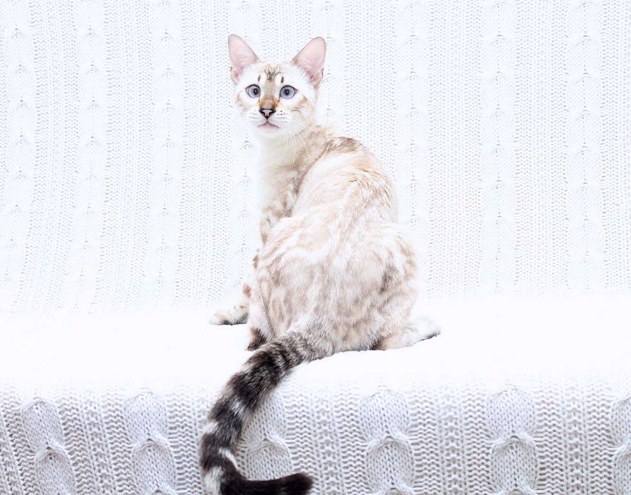 кошечка бенгальской породы n 24 33 Seal Lynx spotted tabby