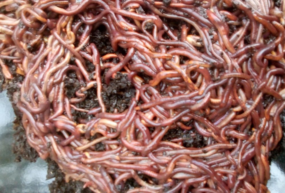 100 Minhocas Californianas — Isco Vivo para Pesca (P, M, XL)